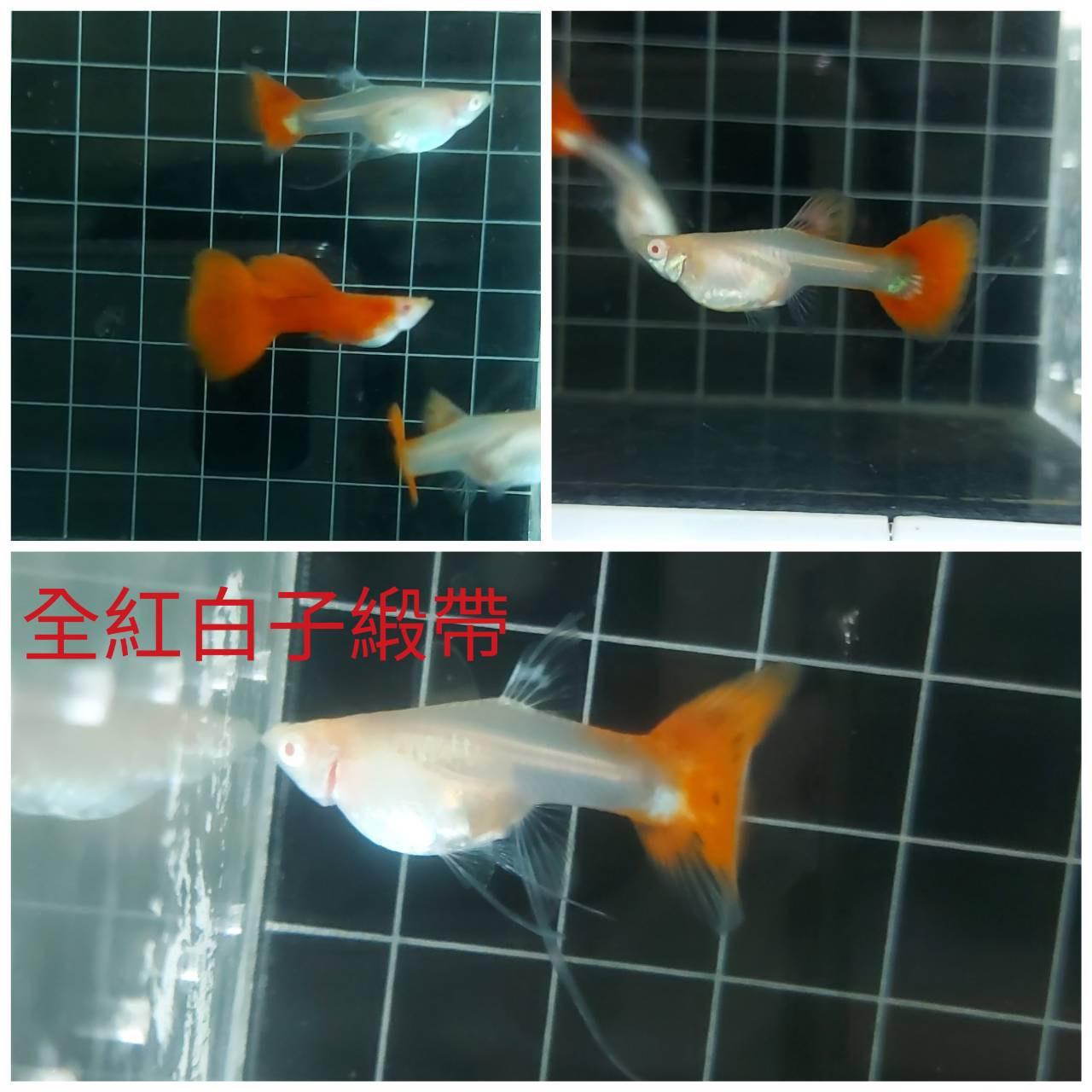 全紅白子緞帶公 品系孔雀魚●買五組送一組●