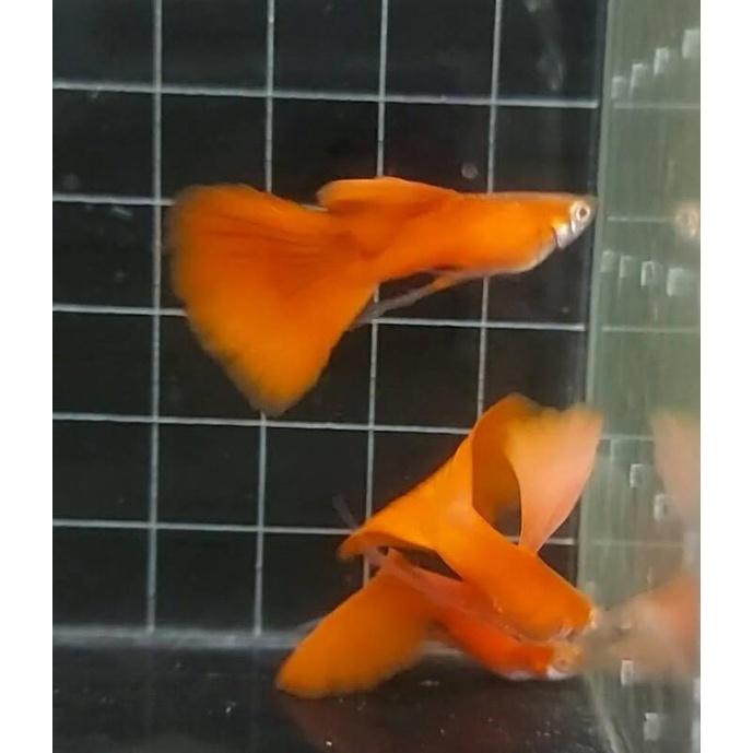 全紅白子緞帶公 ●買五隻送一隻●