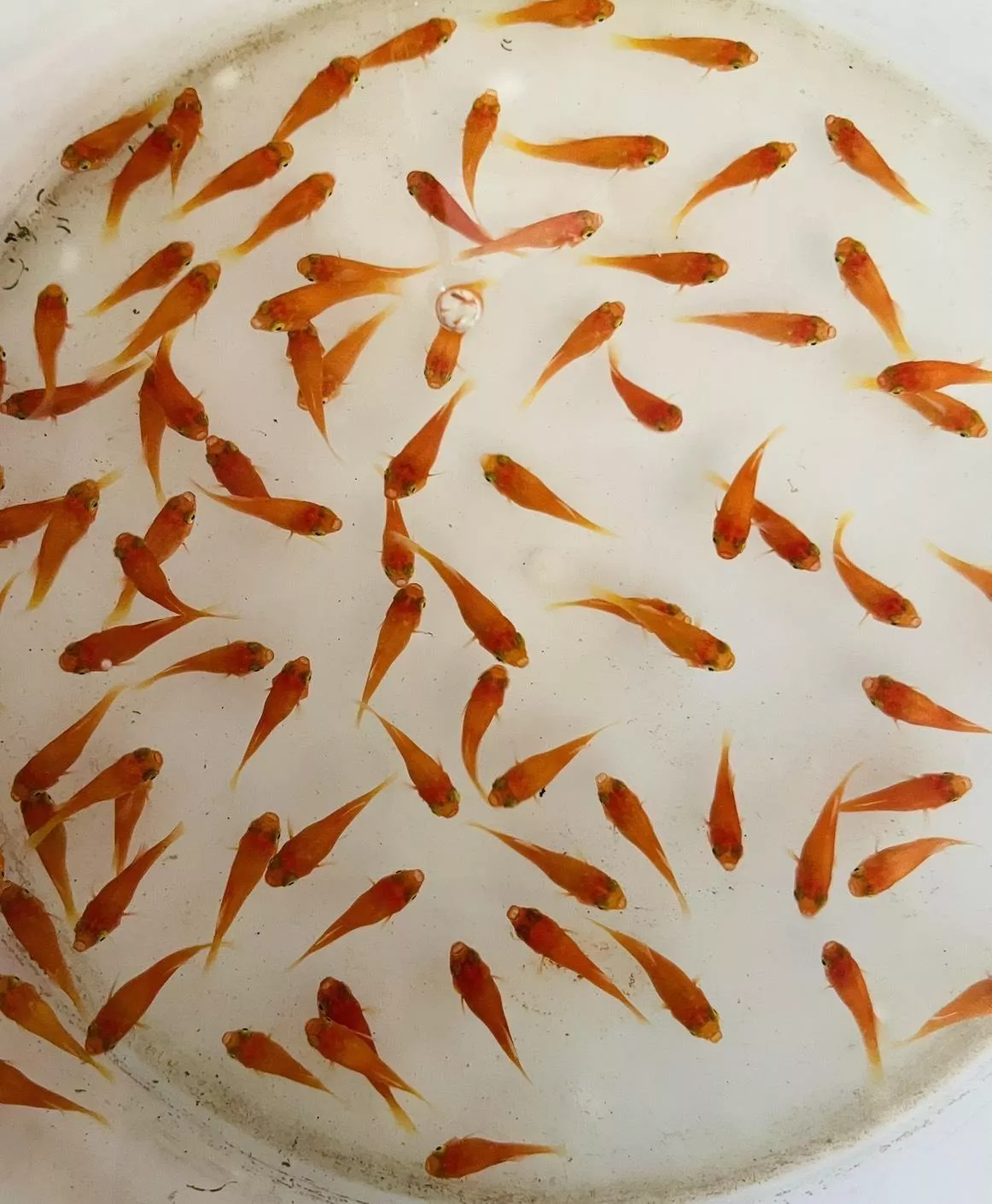 小紅豆 高人氣觀賞魚