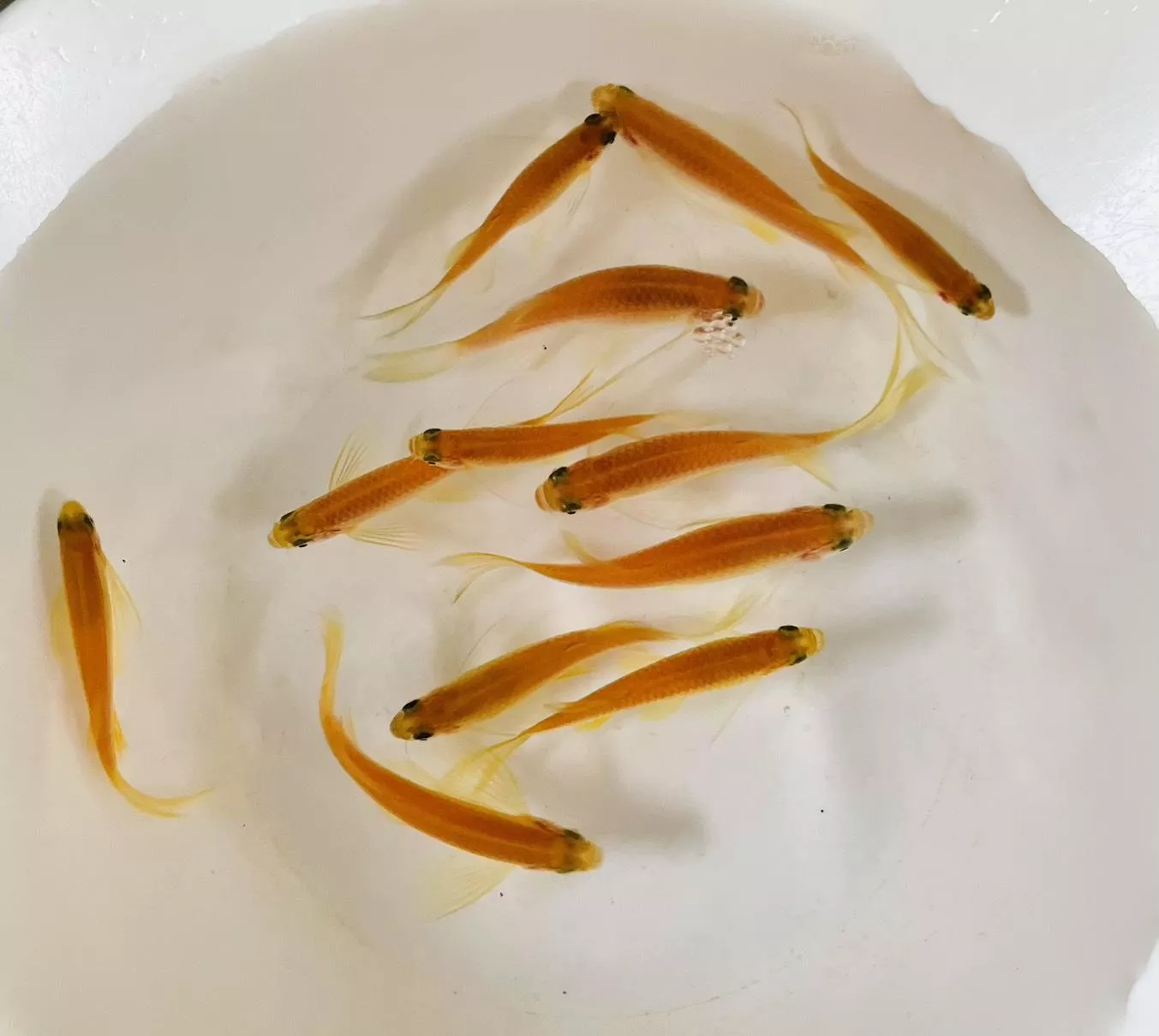 奶茶螢光大帆仙子 仙子魚 觀賞魚(限量上市)