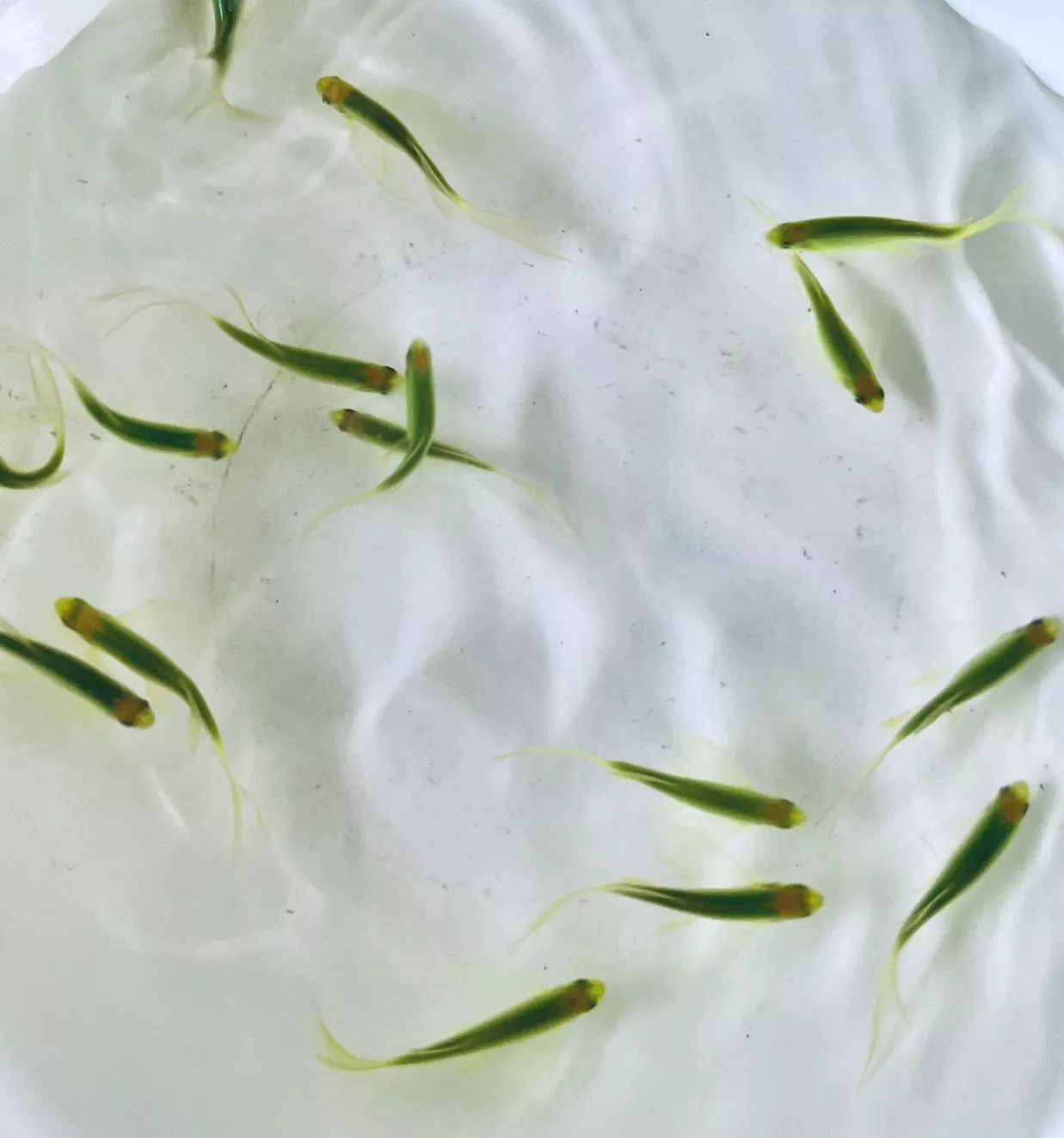 翠綠螢光大帆仙子 仙子魚 觀賞魚(限量上市)