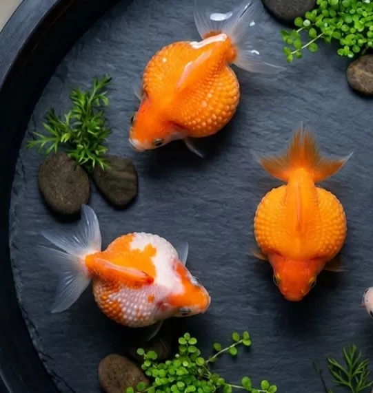 珠鱗 珠鱗金魚 乒乓球大小 超可愛球形魚