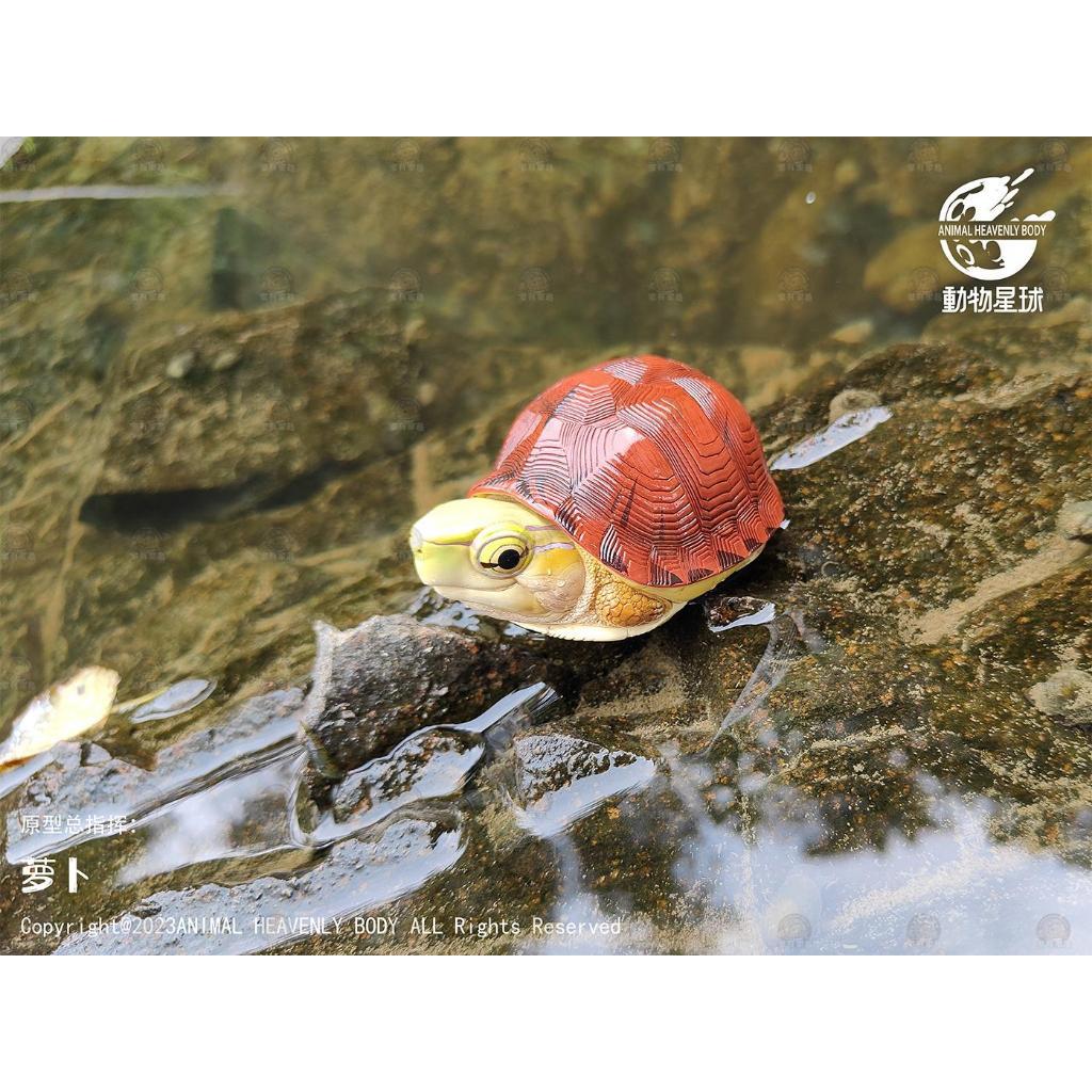 【家有家龜】【動物星球】 授權代理商 現貨 心寬體胖 第19彈 國龜篇 擺件 模型 潮玩 黃緣龜