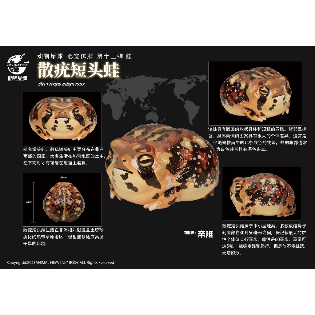【動物星球】授權代理商 心寬體胖 第13彈 角蛙 青蛙 現貨 非 亞達伯拉象龜 生日 交換 禮物