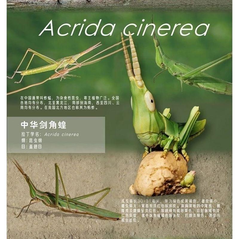【家有家龜】【動物星球】授權代理商 現貨 心寬體胖 第7彈 大兜蟲 獨角仙 螳螂 蝗蟲 非 亞達伯拉象龜