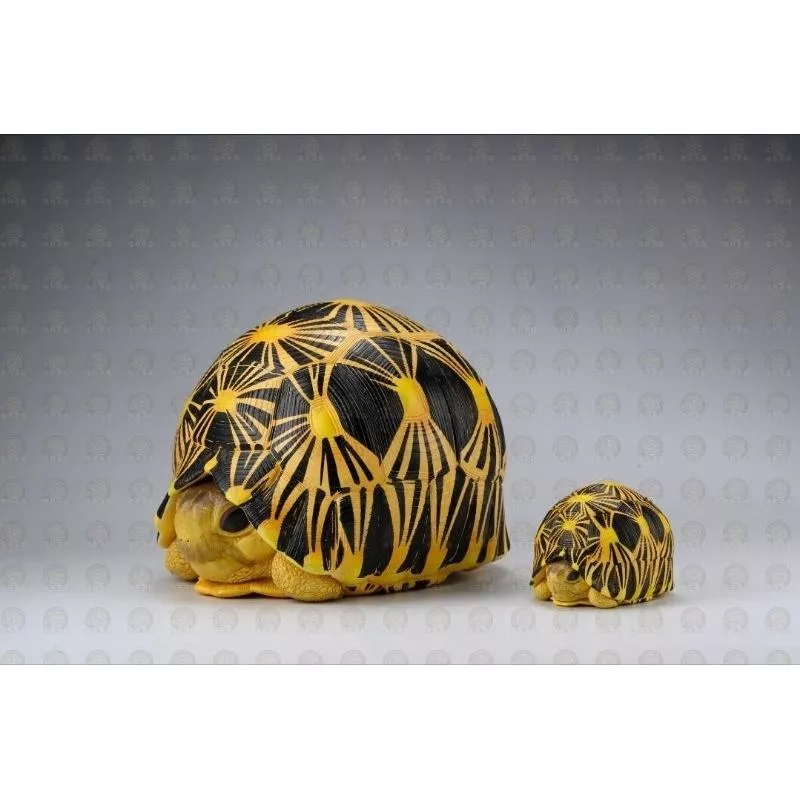 【動物星球】授權代理商 輻射PLUS 輻射陸龜 PLUS 非亞達伯拉 模型 手辦