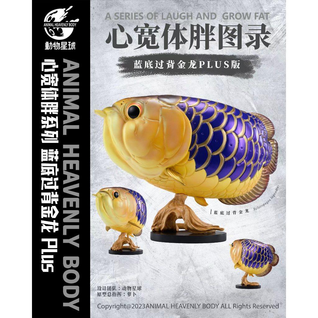 動物星球 藍底過背金龍魚PLUS 現貨 龍魚