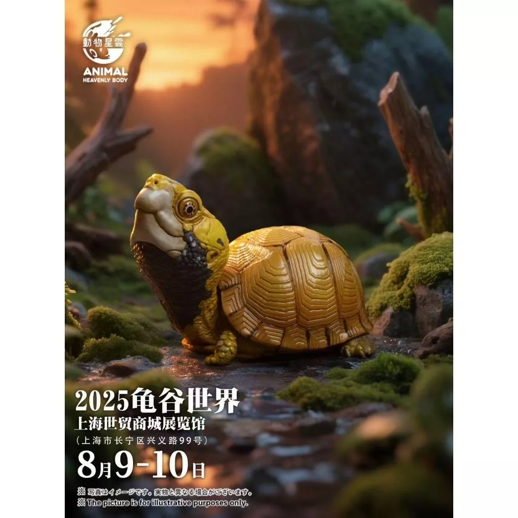 動物星球 動物星雲 2025 龜谷展 墨西哥箱龜 限量版 現貨 限量188體