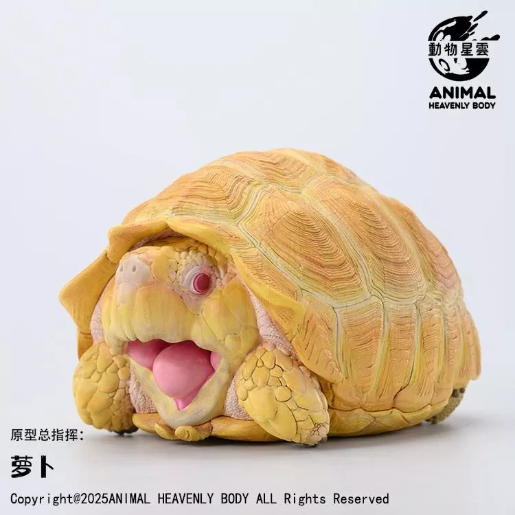 動物星雲(動物星球) 現貨 抖音限定款式 已絕版 限量100體 白化蘇卡達 PLUS 白子蘇卡達 象牙蘇 正版 官方代理