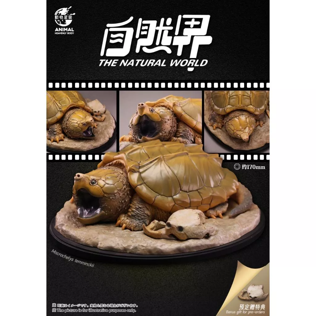 動物星雲(動物星球) 自然界系列 現貨 第一彈 大鱷龜 正版 官方代理