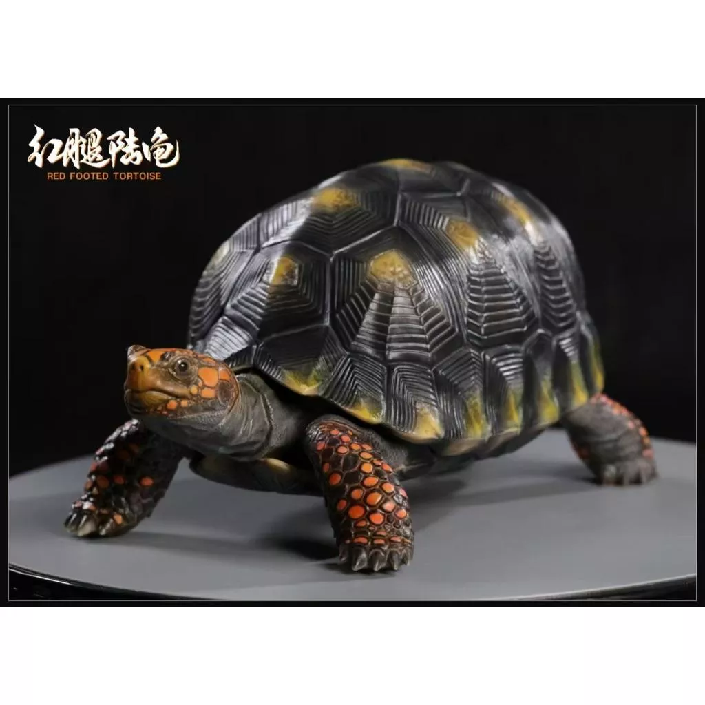 紅腿象龜模型 陸龜模型 手辦 現貨