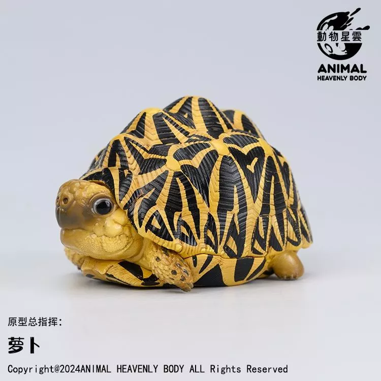 (現貨) 動物星球 心寬體胖 第22彈 編號5 印度星龜 星龜 印星 斯里蘭卡星龜 斯星 動物星雲