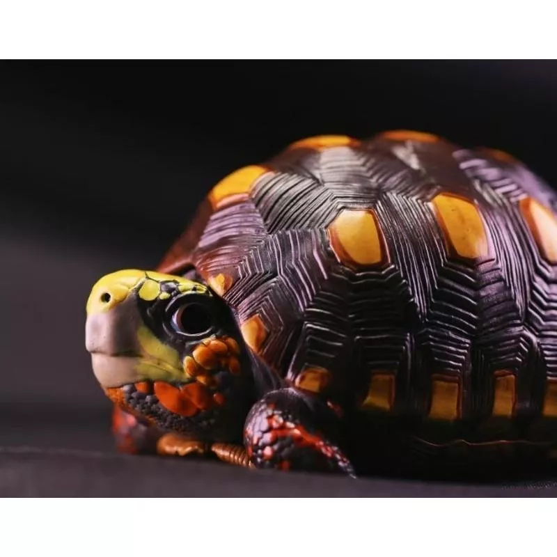 (現貨) 動物星球 心寬體胖 第22彈 編號1 紅腿陸龜 櫻桃紅腿 動物星雲