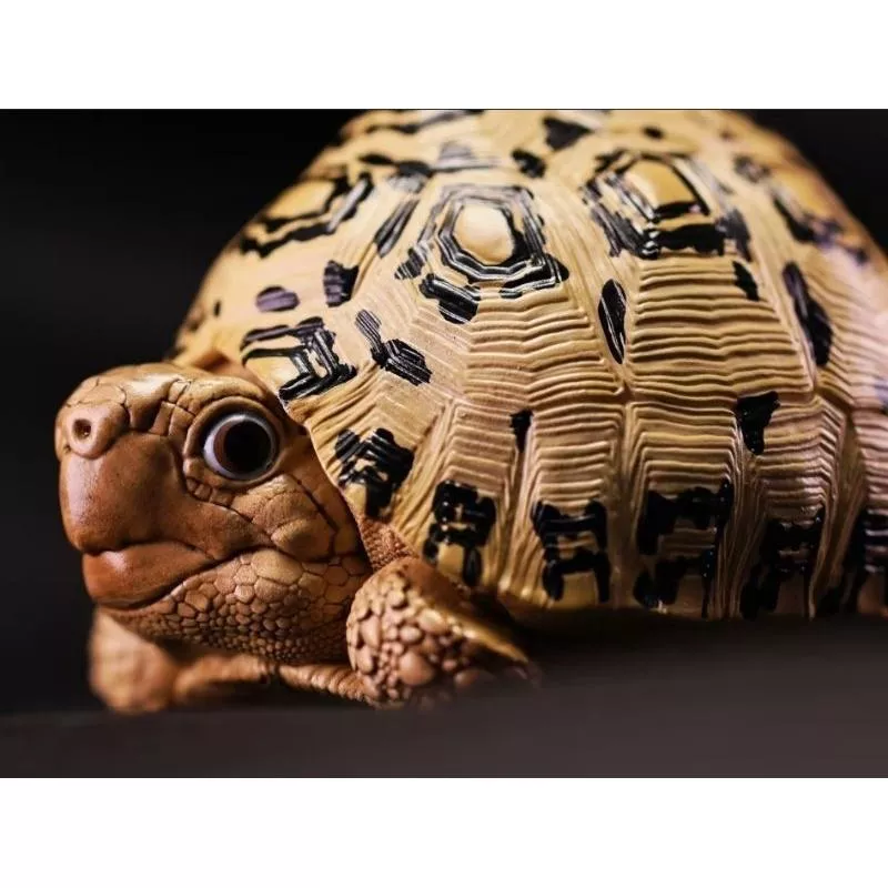 (現貨) 動物星球 心寬體胖 第22彈 編號7 豹龜 動物星雲 豹紋陸龜
