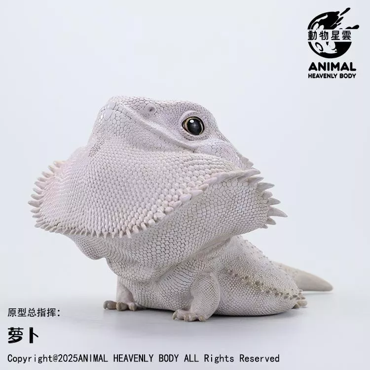動物星雲(動物星球) 超白 白化 鬃獅蜥PLUS 官方代理商 正版