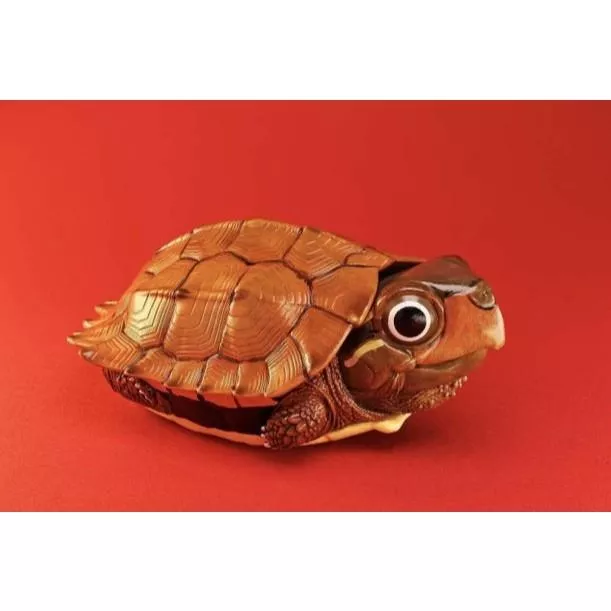 動物星球 動物星雲 19彈 隱藏版 楓葉龜 國龜篇