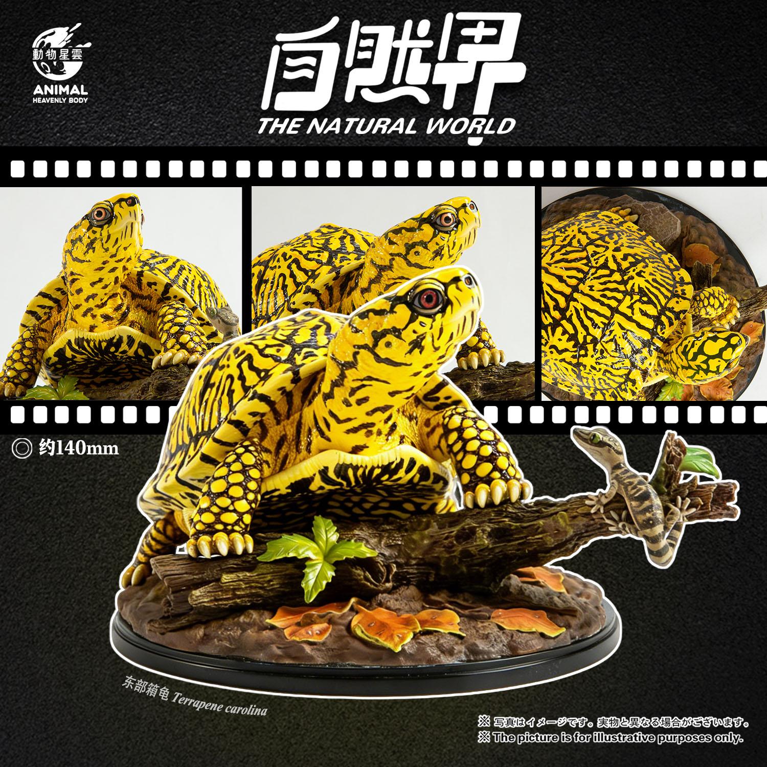 自然界 第6彈 東部箱龜