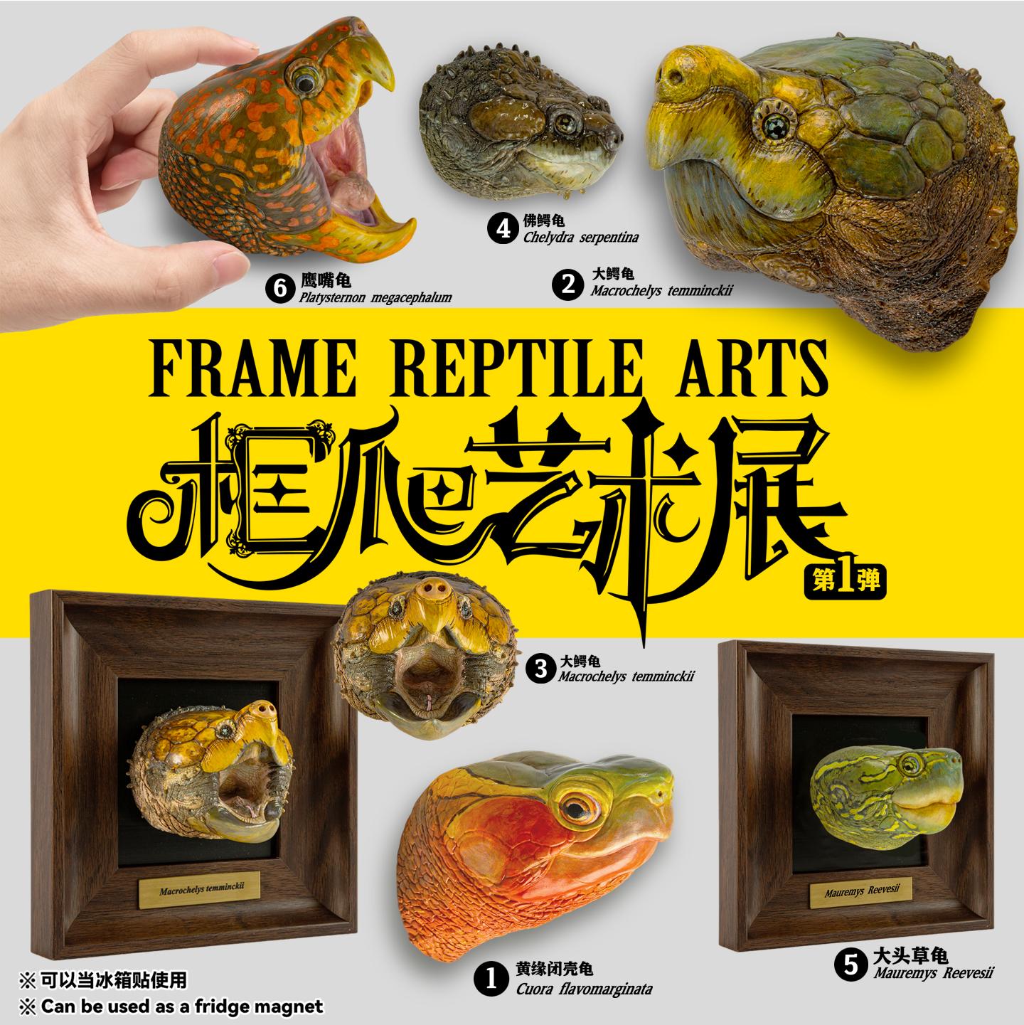 動物星雲 動物星球 框爬藝術展 第一彈 鱷龜 草龜 黃緣閉殼龜 佛鱷龜 鷹嘴龜