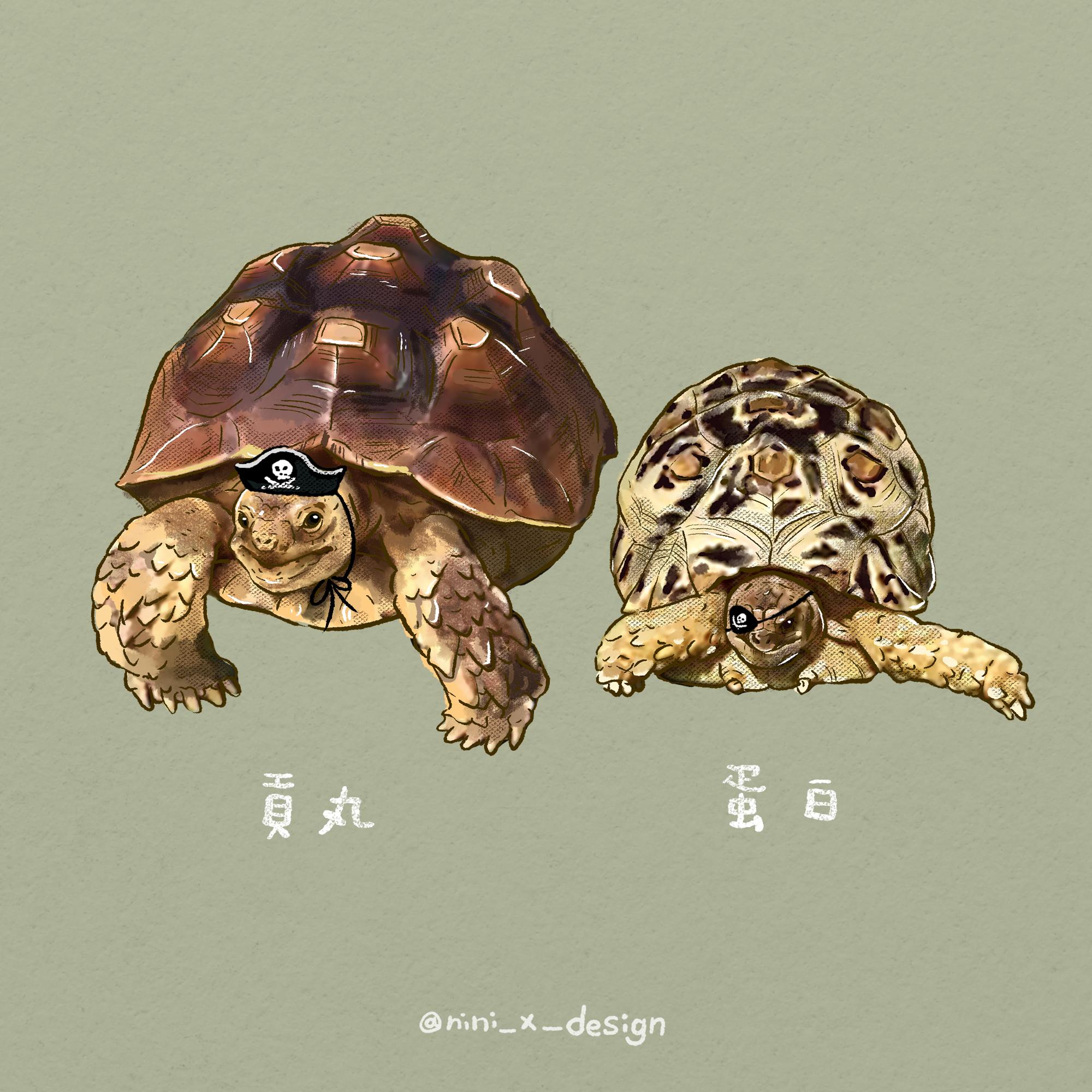 加購 寵物多合圖