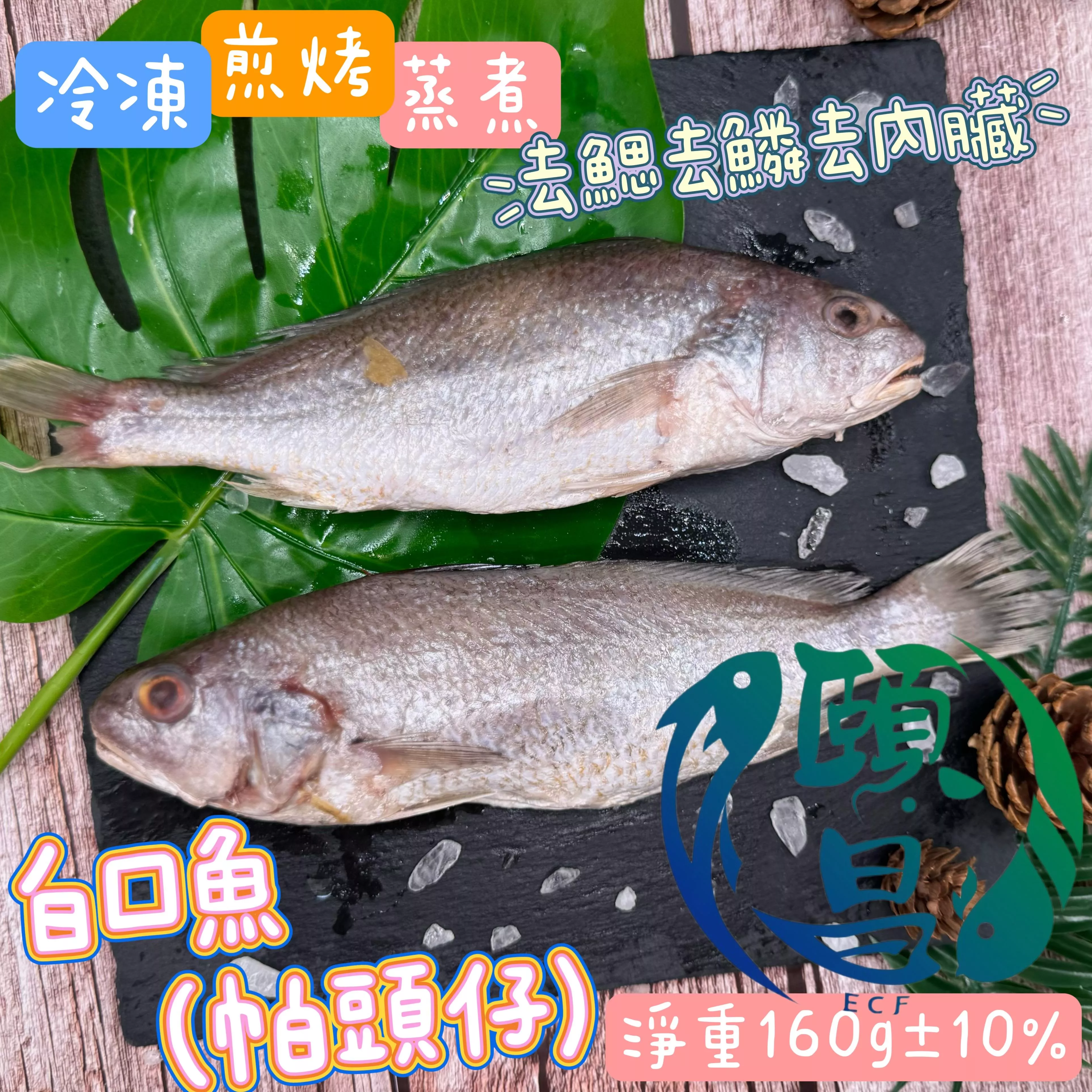 白口魚(帕頭仔)