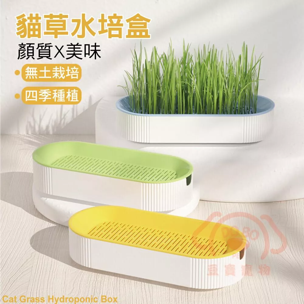 【豆寶】貓草水培盒(清新綠/天空藍/日光黃)★ 貓草DIY 無土貓草盒 自己的貓草自己種 新鮮貓草 送小麥種子4包
