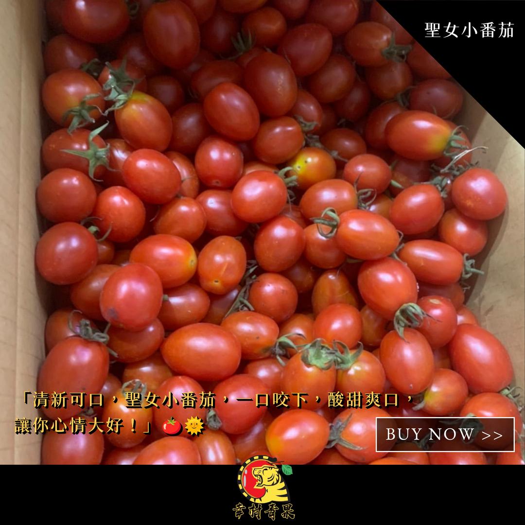 《幸村青果》滿額免運 美濃特產🍅聖女小番茄 牛奶玉女小番茄 玉女小番茄  橙蜜小番茄 黃金小番茄 水果禮盒