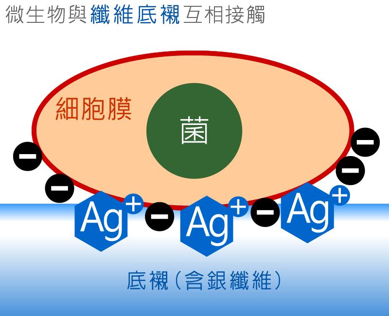 抗菌內褲底襯的銀離子是如何殺菌的?