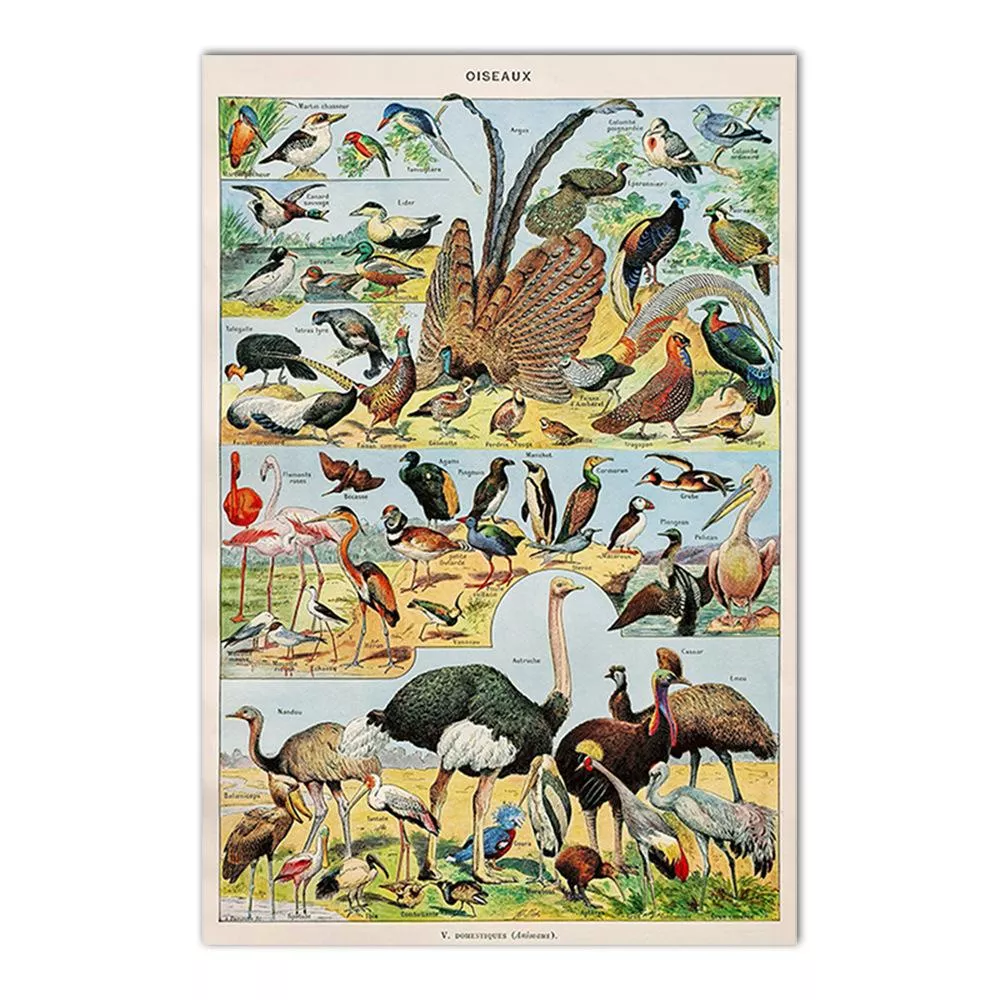 鳥園系列 - 50 鳥園系列 - 50