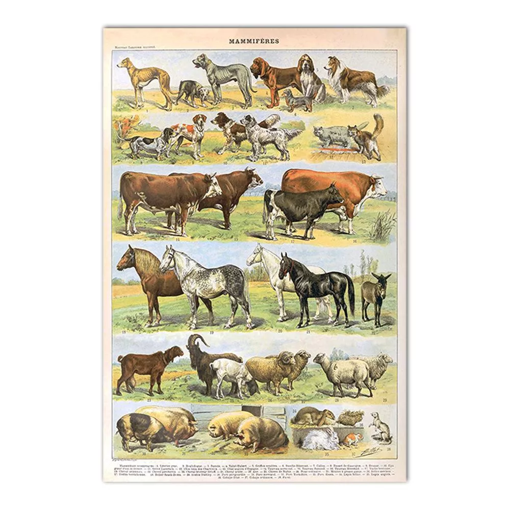 動物系列 - 54 動物系列 - 54