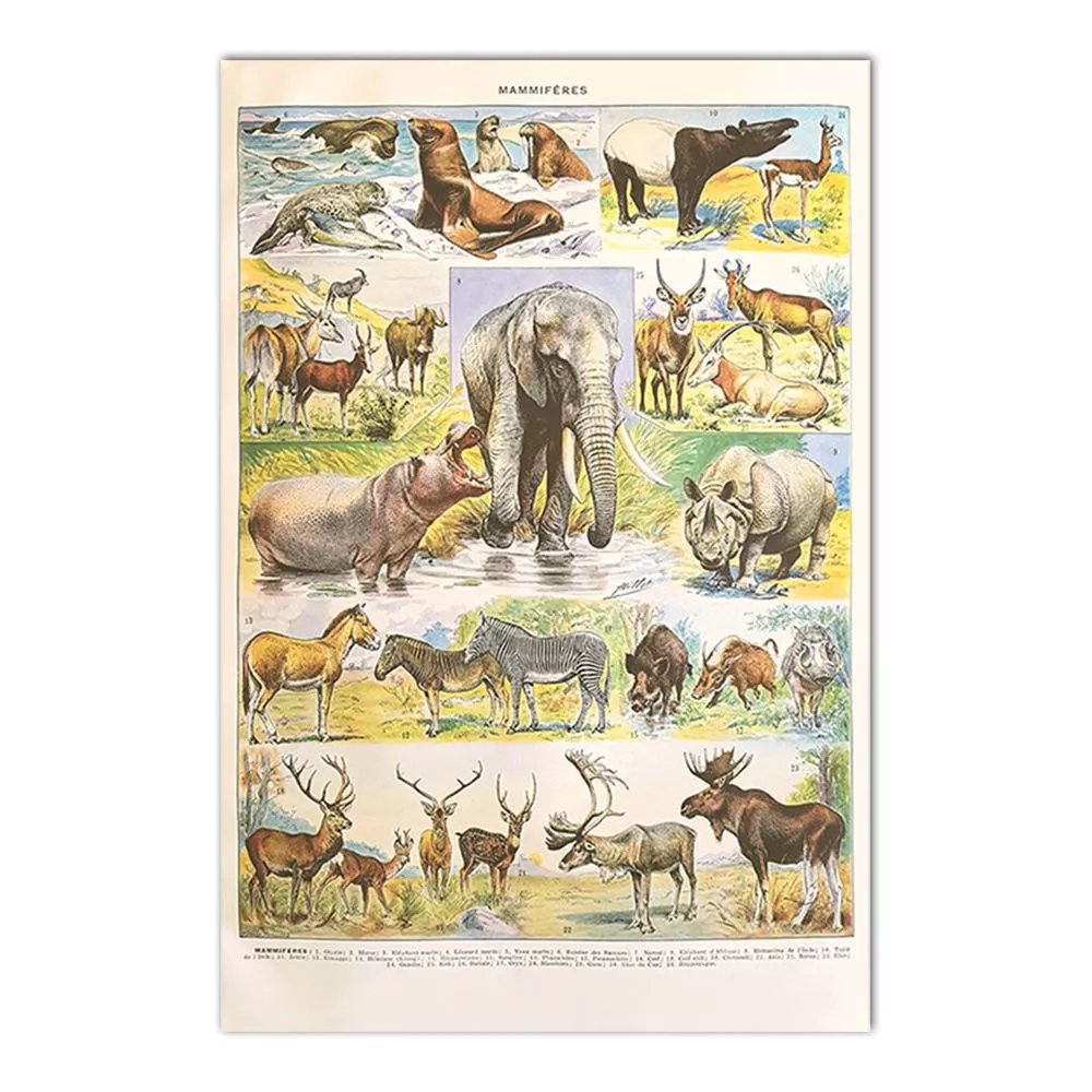 動物系列 - 55 動物系列 - 55