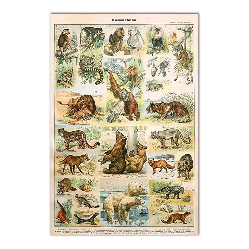 動物系列 - 58 動物系列 - 58