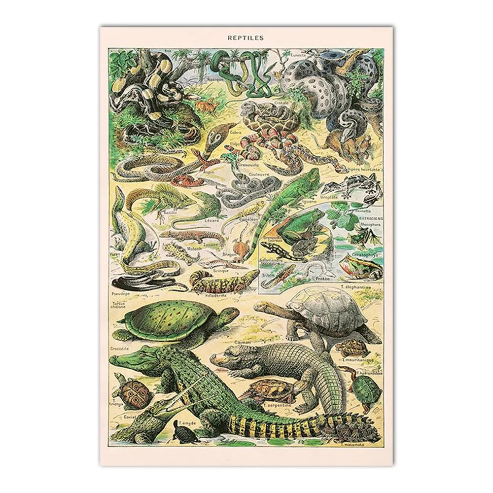 動物系列 - 60 動物系列 - 60