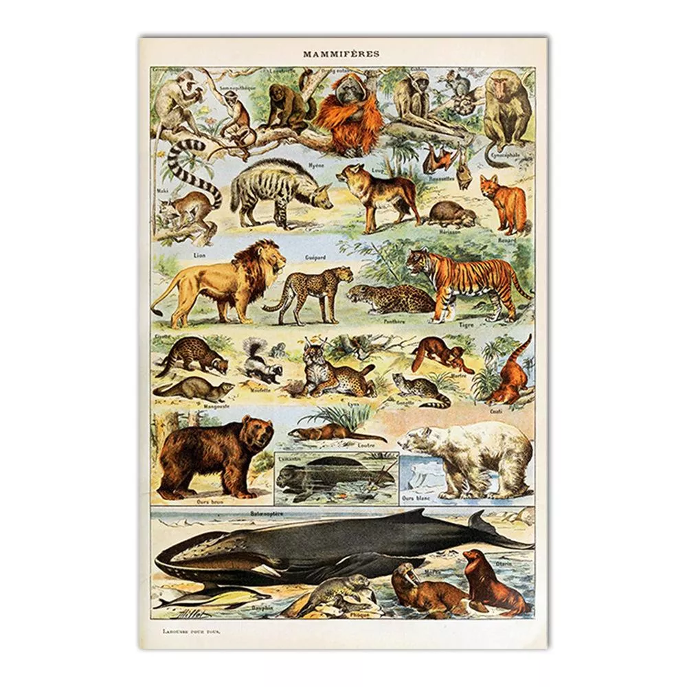 動物系列 - 62 動物系列 - 62