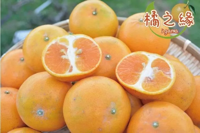 東勢明正里茂谷柑