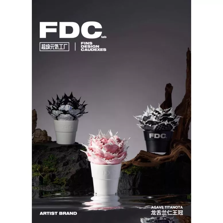 龍舌蘭布偶 FDC 潮流 擺件 潮玩 擺飾 藝術品 手工 裝飾品 塊根植物 潮流植物 仁王冠 Agave