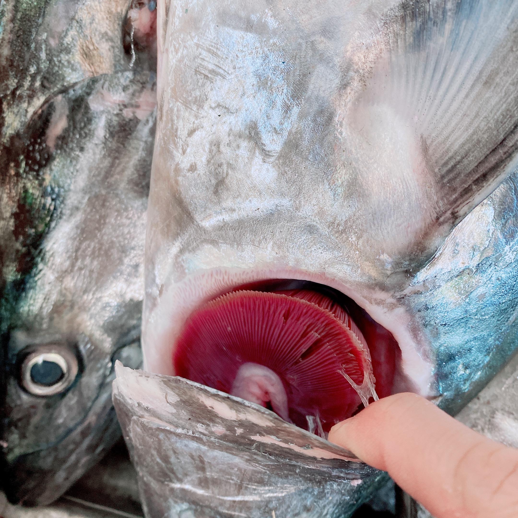 澎湖 現流土魠魚片(小家庭魚片組) 香煎肥嫩好吃 單片真空 一餐剛好