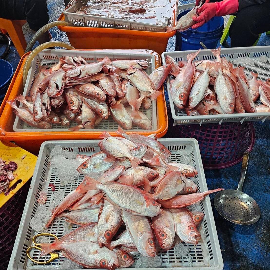 澎湖 野生紅目鰱 老饕必吃 肉質紮實又鮮甜