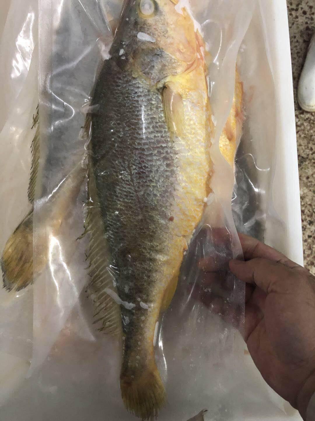 鮮嫩黃魚 SGS檢驗合格 香煎、燒烤最美味