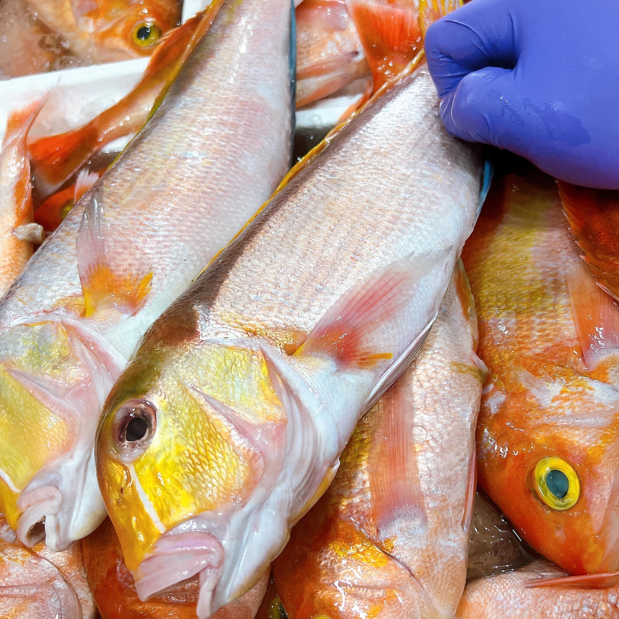 野生馬頭魚 肉嫩甘甜