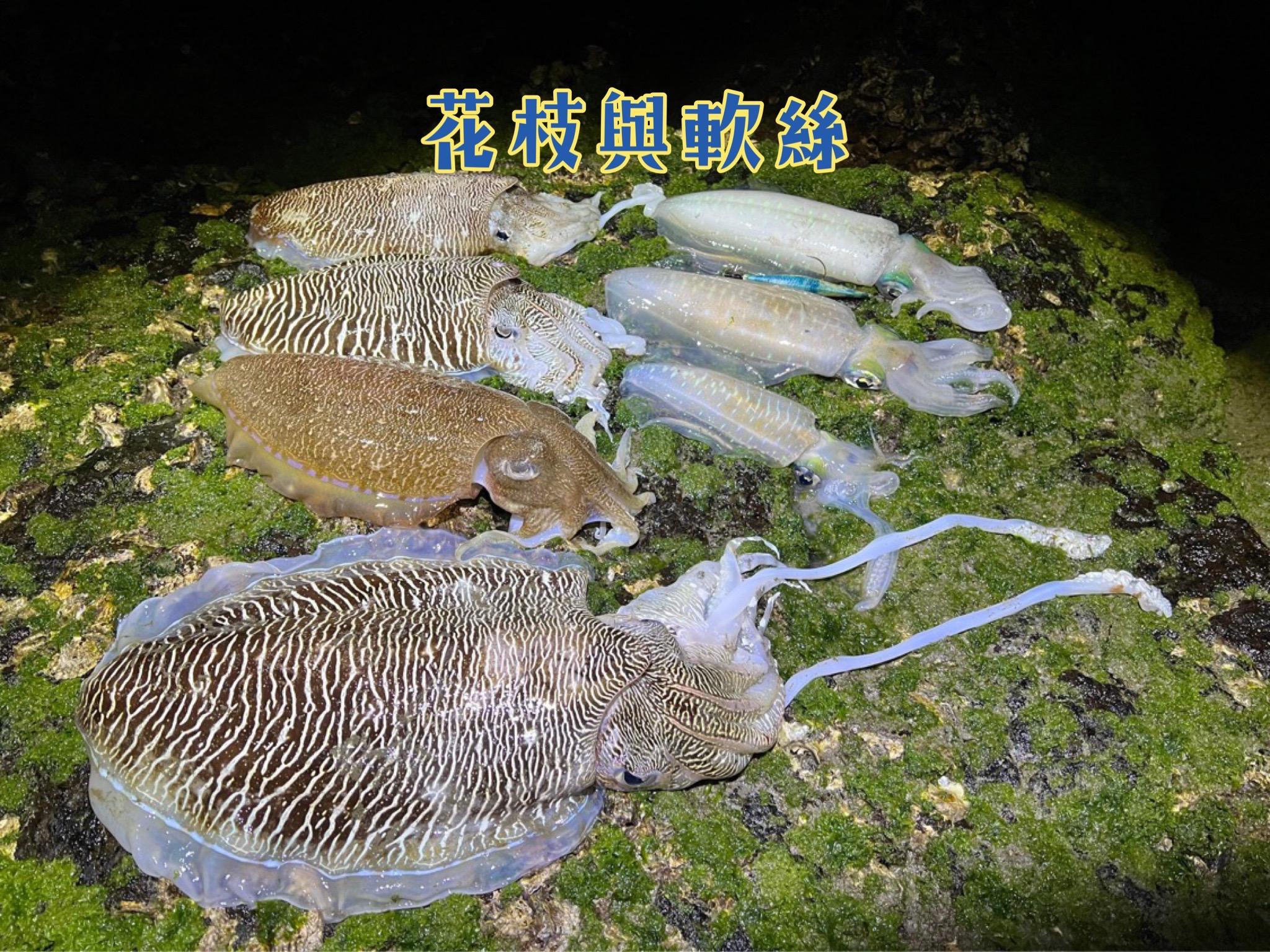 澎湖 手釣活凍軟絲(鮮甜脆口)