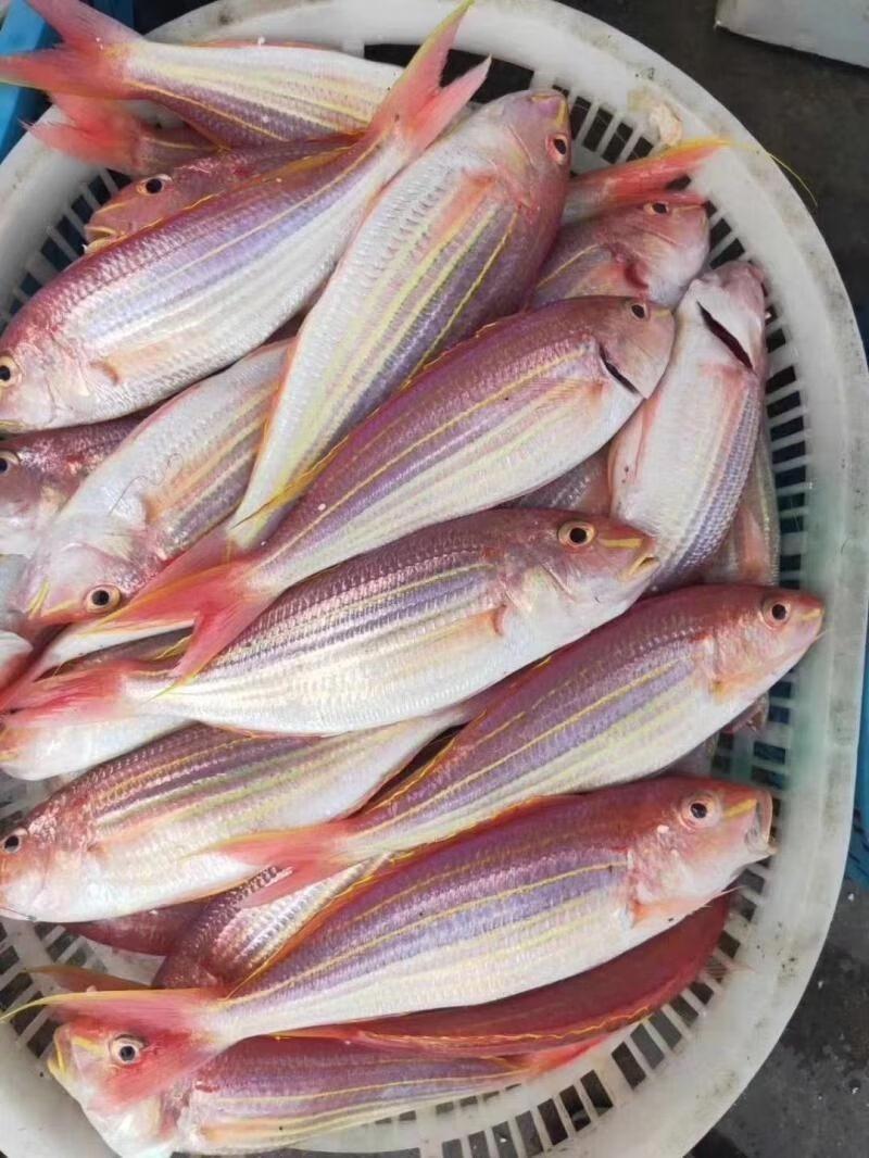 野生金線魚 老饕必吃 肉質紮實又鮮甜