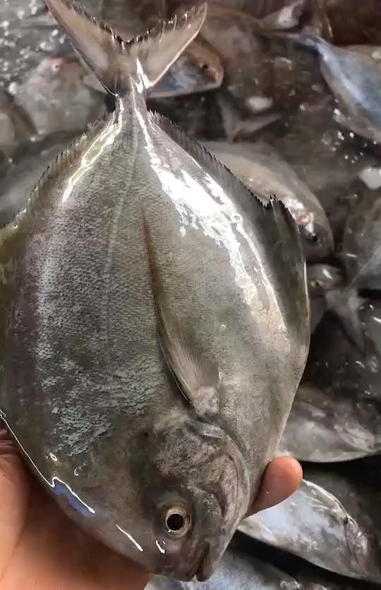 野生黑鯧魚 小家庭最愛 一餐剛好