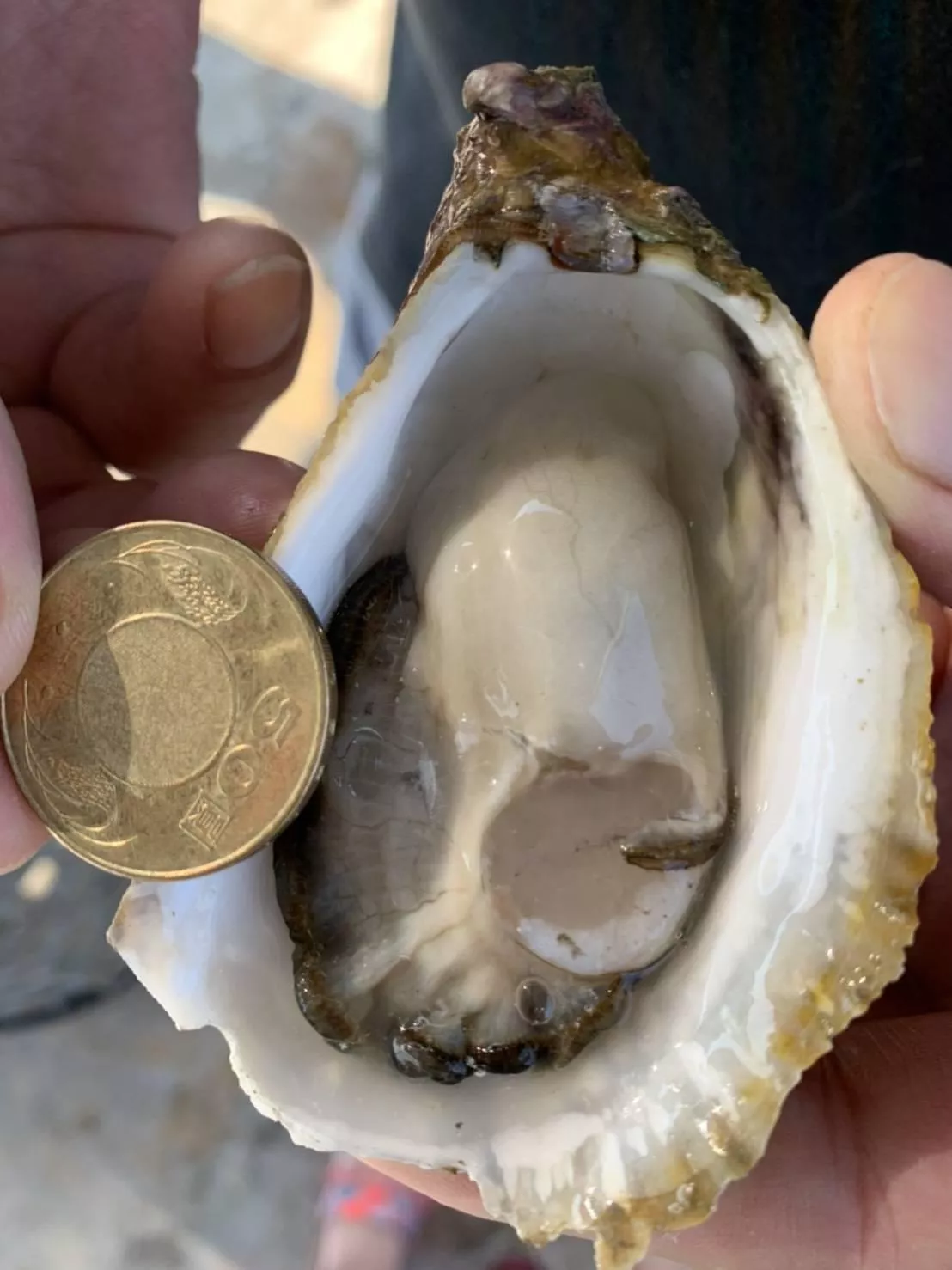 澎湖 黃金大生蠔 鮮甜美味