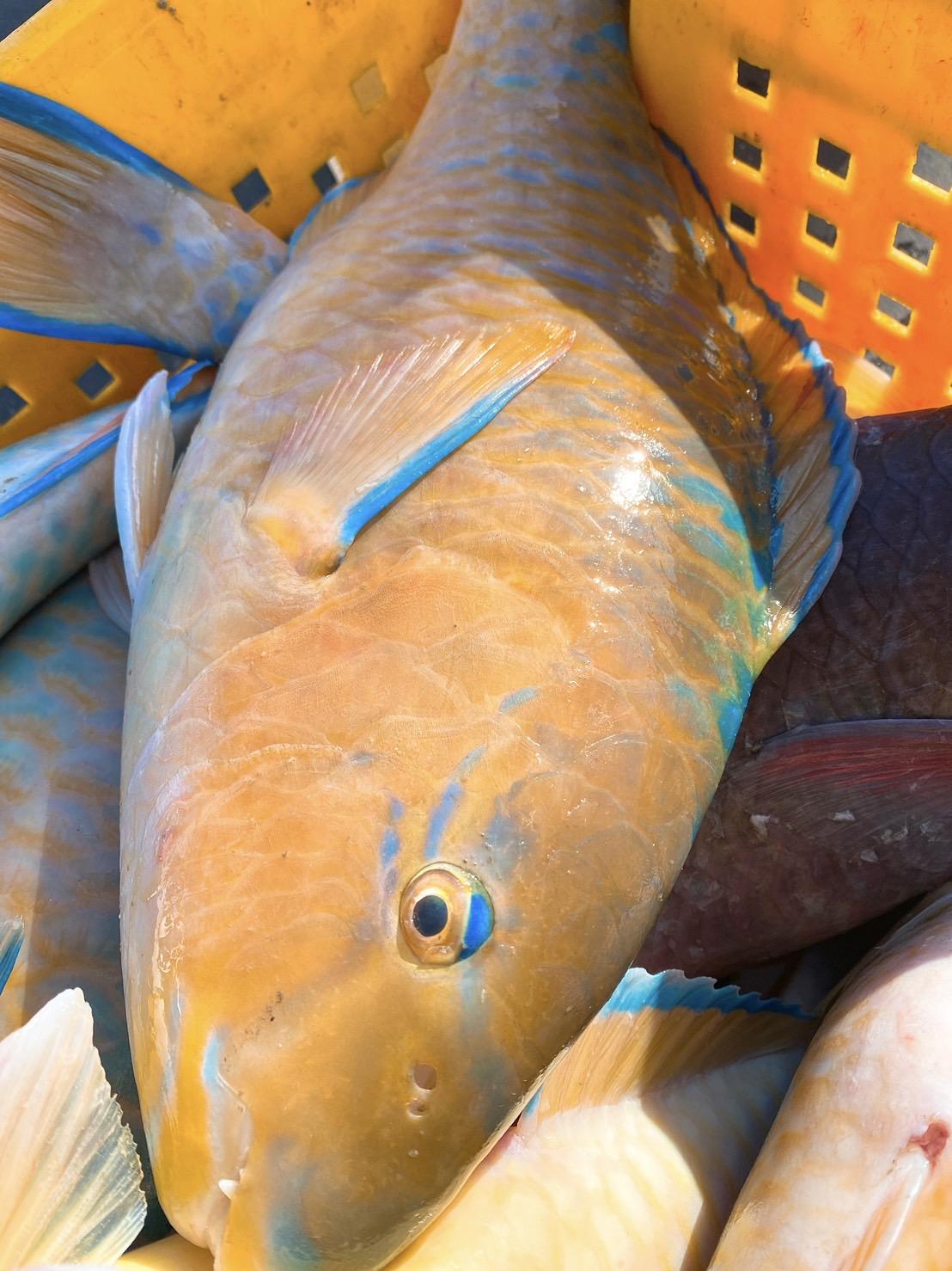 澎湖 野生鸚哥魚 清蒸鮮美、紅燒美味十足