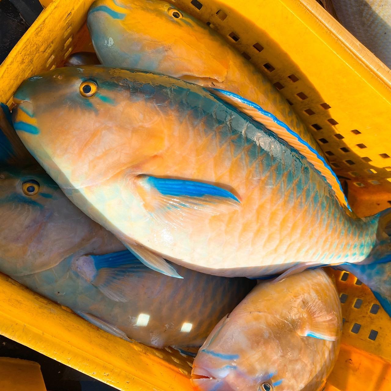 澎湖 野生鸚哥魚 清蒸鮮美、紅燒美味十足