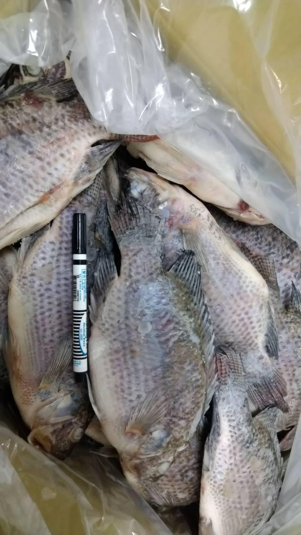 台南鹹水鯛魚(吳郭魚) 三去真空