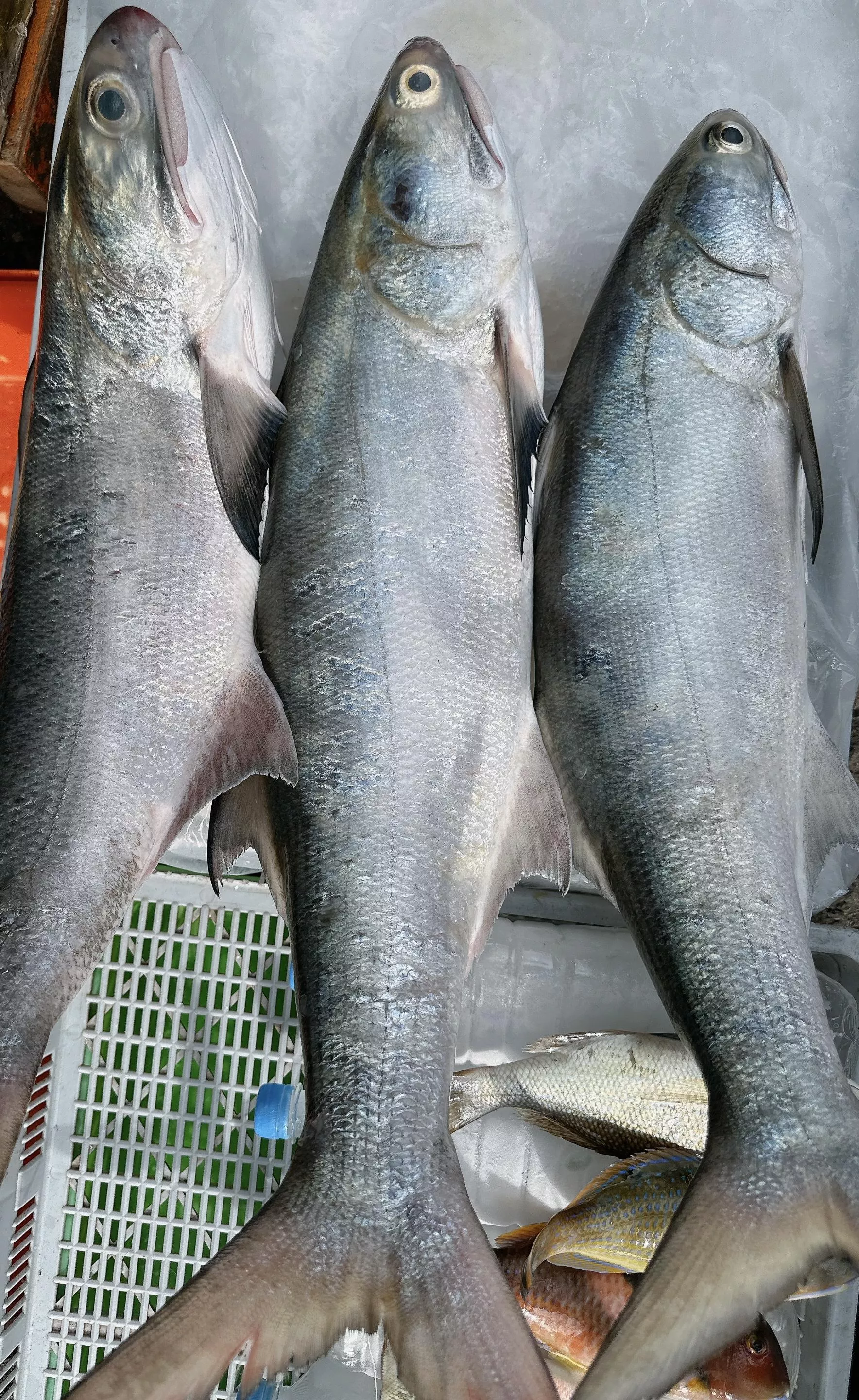 澎湖 野生午仔魚 清蒸鮮美、香煎美味十足