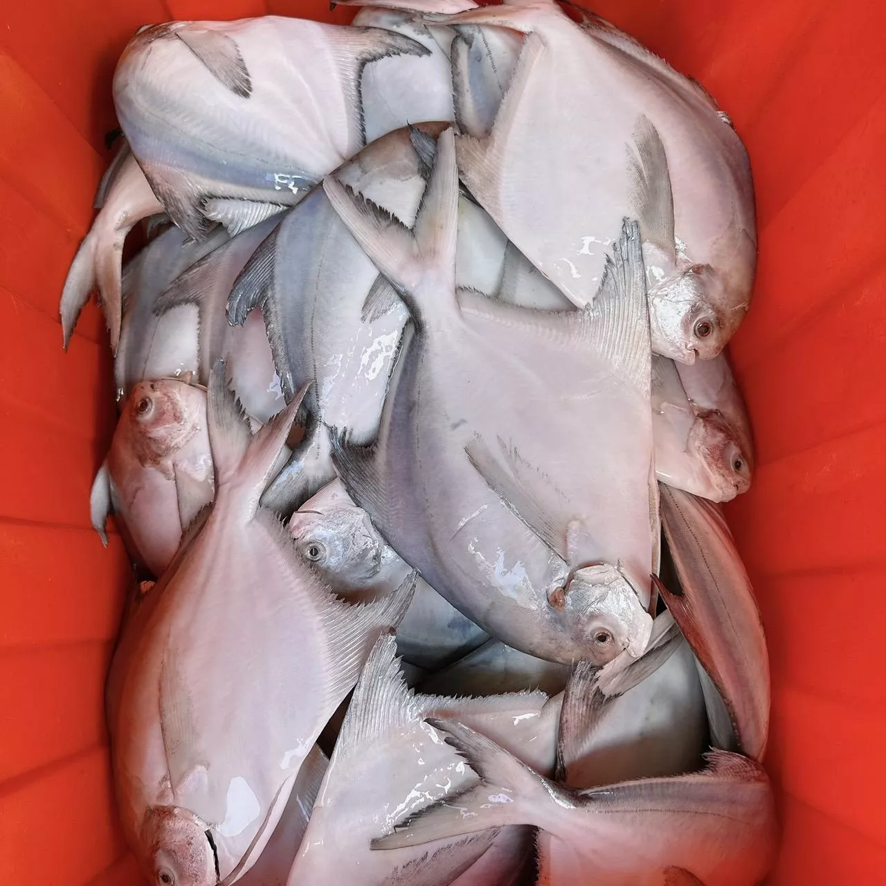 澎湖野生白鯧魚  鮮美滋味 入口即化