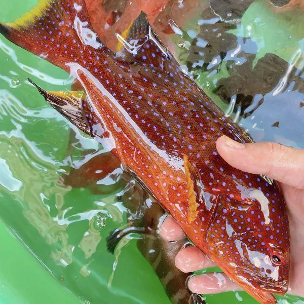 澎湖野生紅條魚，鮮嫩肥美細緻享受