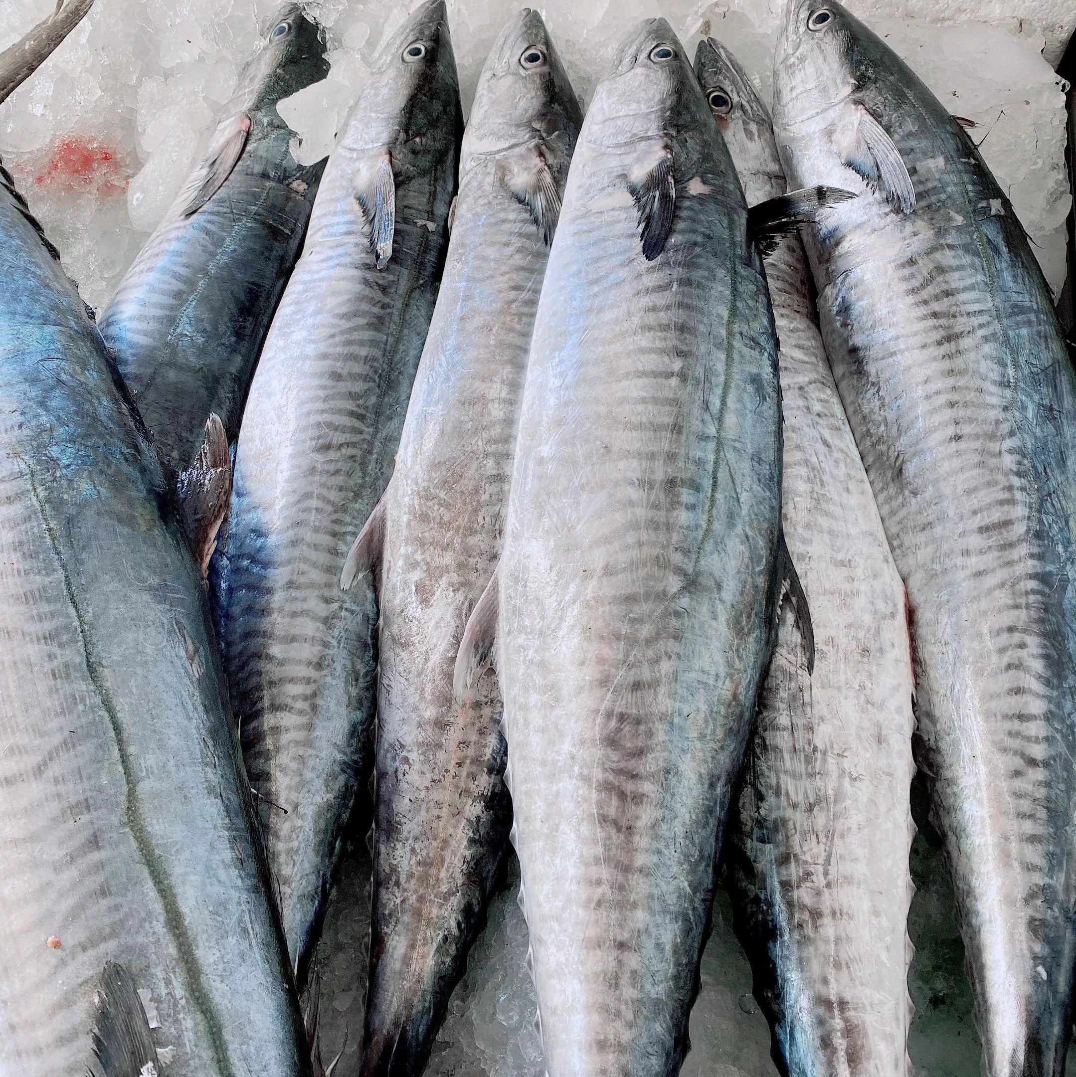 澎湖 現流土魠魚 香煎肥嫩好吃 單片真空包裝 一餐剛好